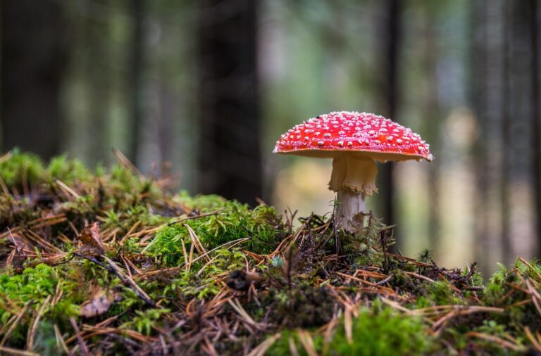 Recommended Psilocybin Products Via Magic Mushroom Delivery