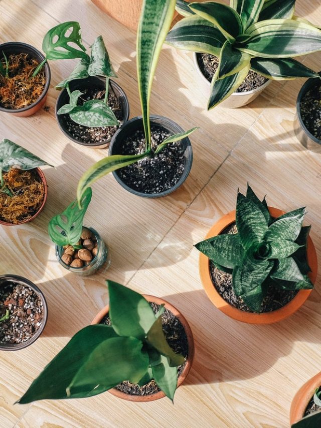 Indoor Plants You Can Get On Amazon