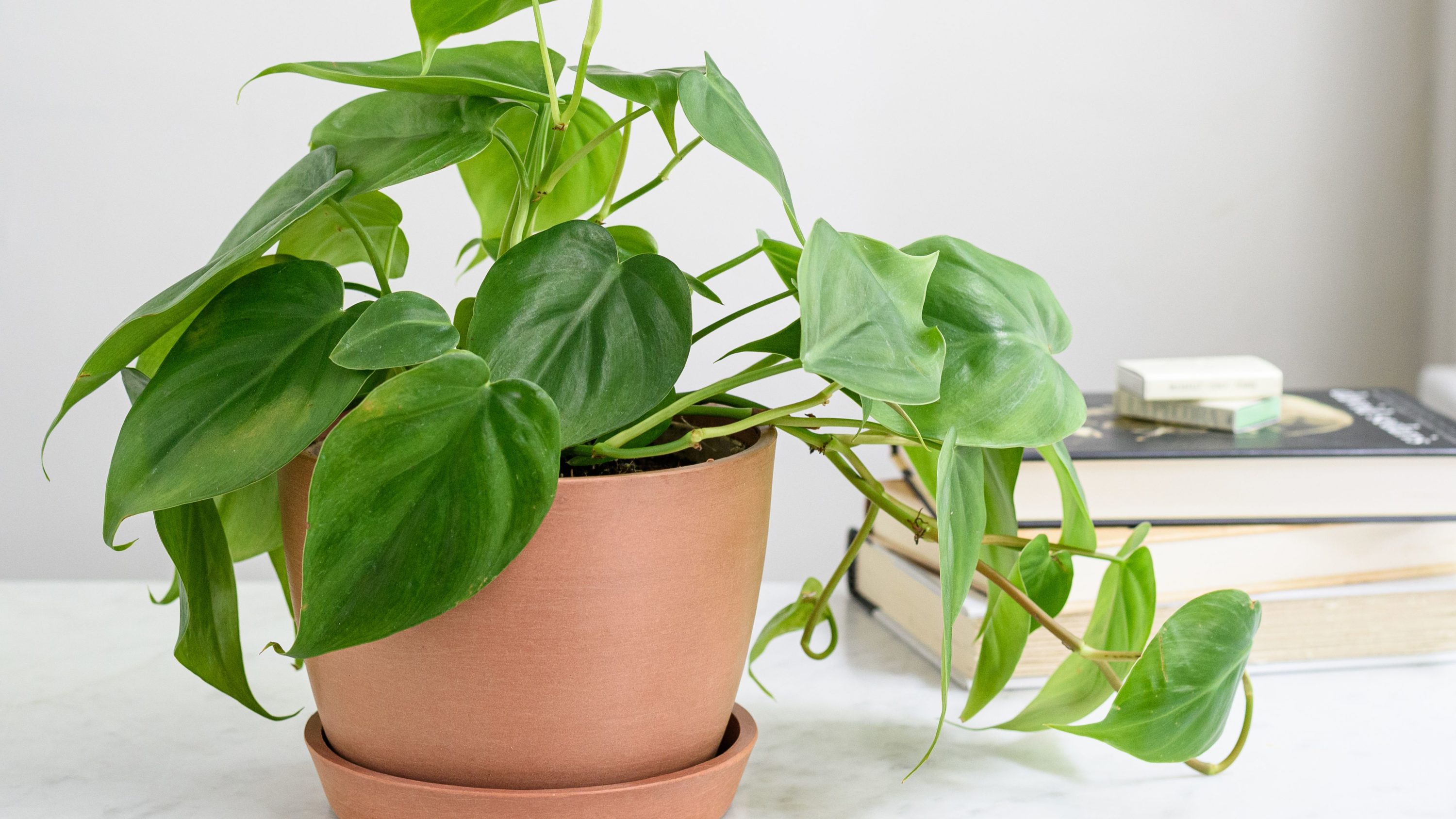 Philodendron