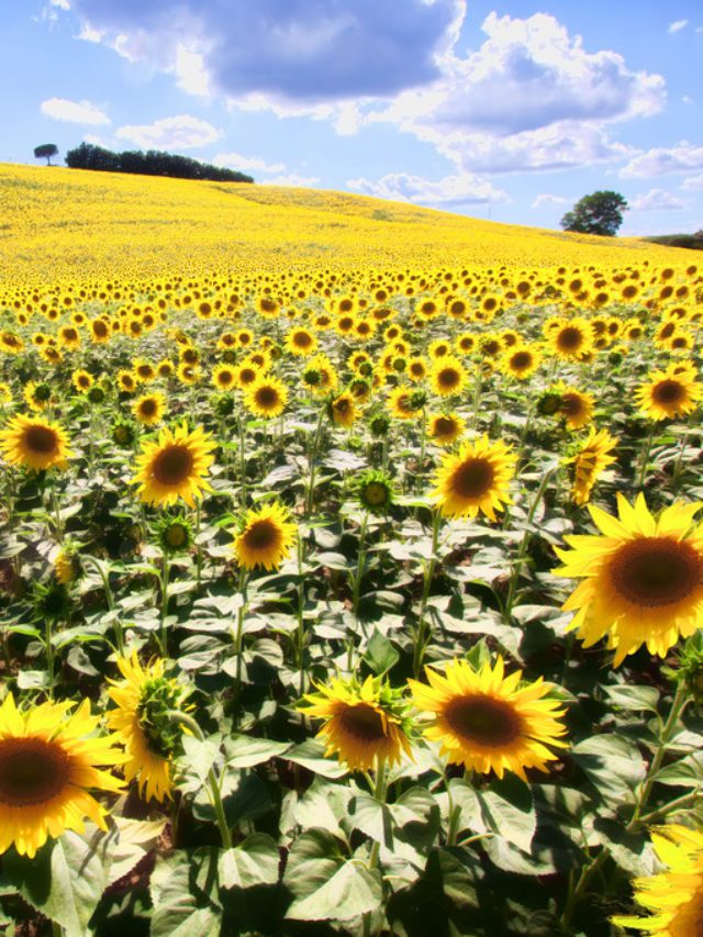 Sunflower Fields in Tuscany, Italy