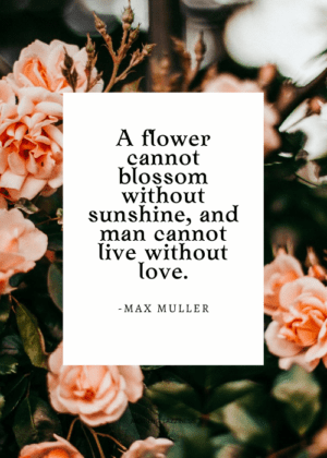 50 Beautiful Quotes On The Natural Beauty Of Flowers - Morning Lazziness