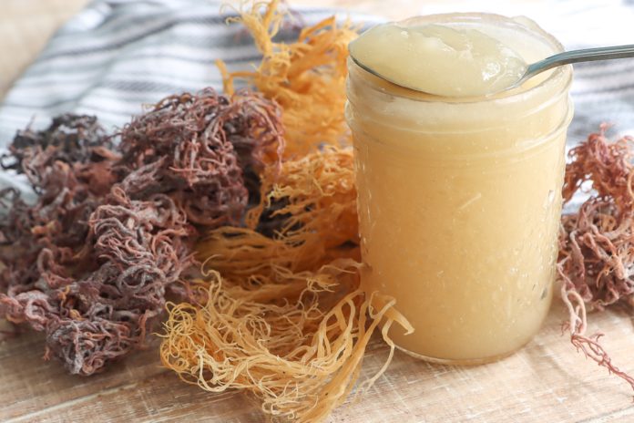 Sea Moss Consumption