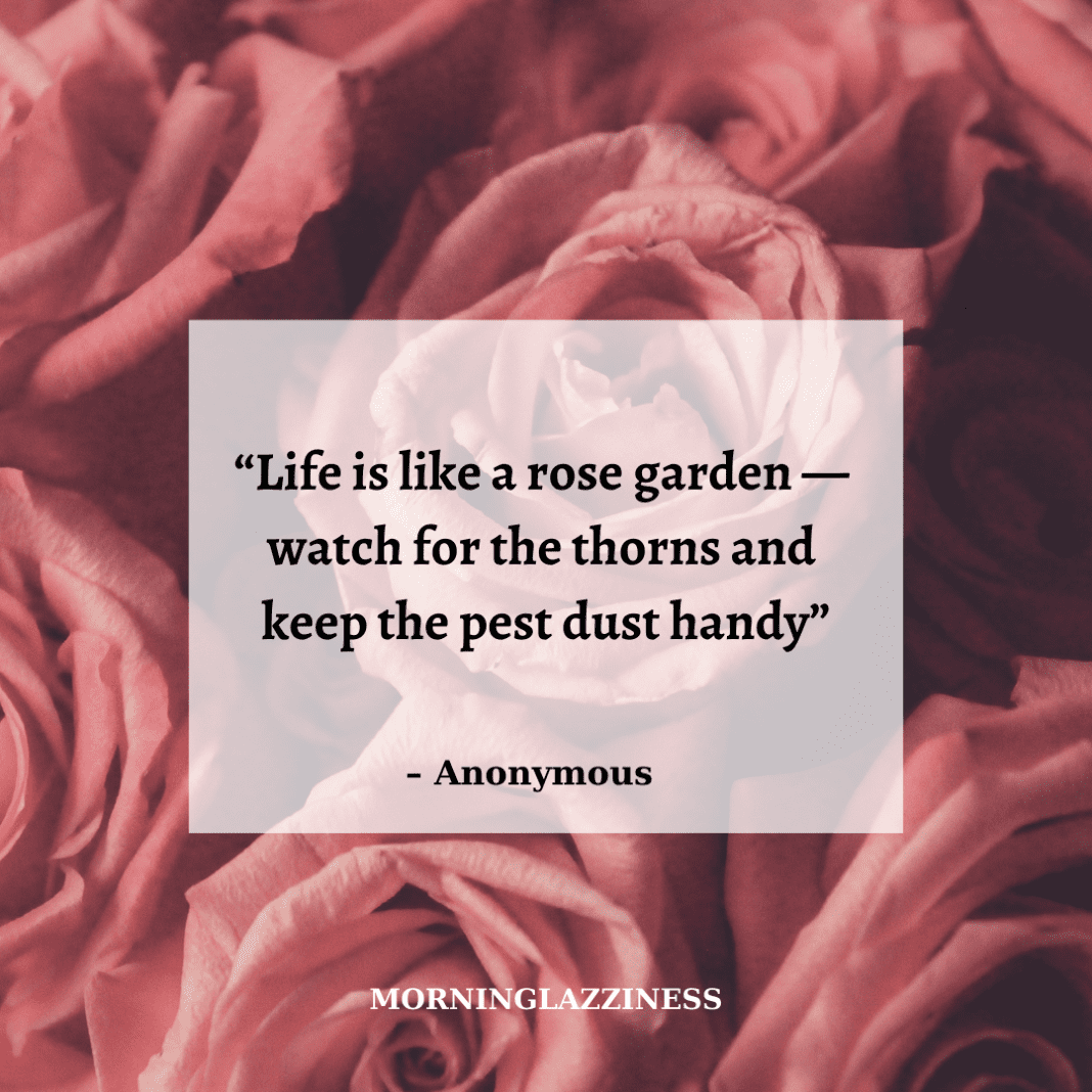 60 Best Rose Quotes To Appreciate the Beauty Of Life and Thorns