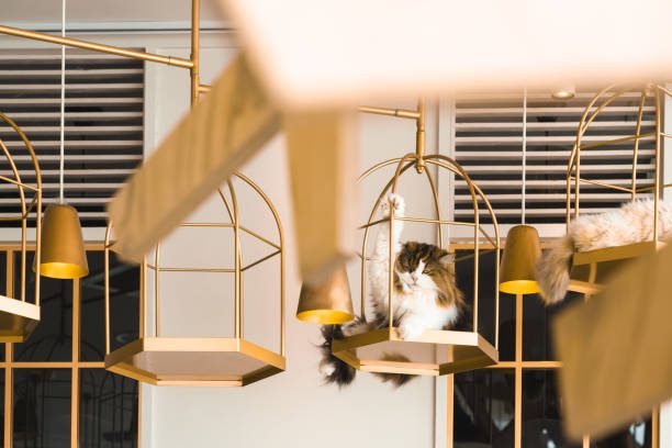 Best Cat Cafes