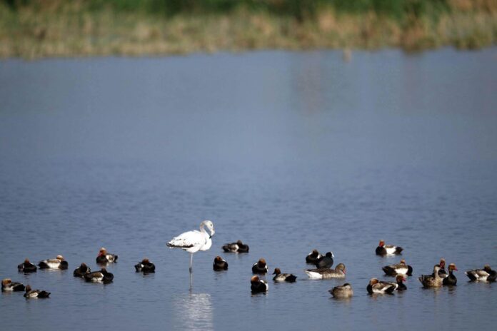 China's ecological project