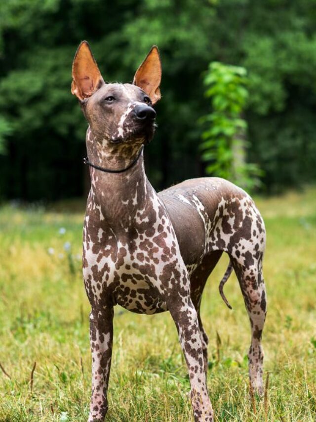 Mexican Hairless Dog