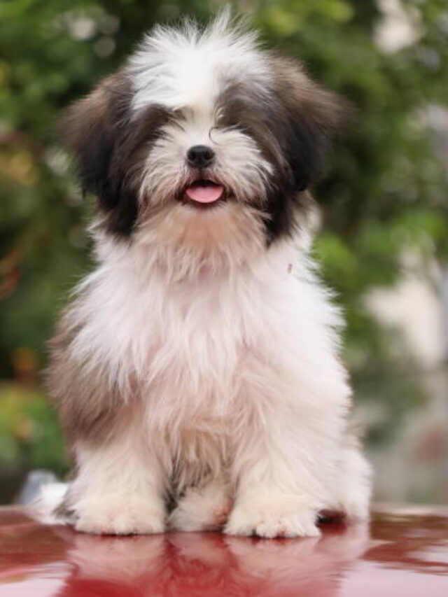 shih tzu